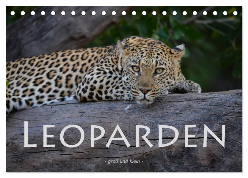 Leoparden - groß und klein (Tischkalender 2026 DIN A5 quer) CALVENDO Monatskalender