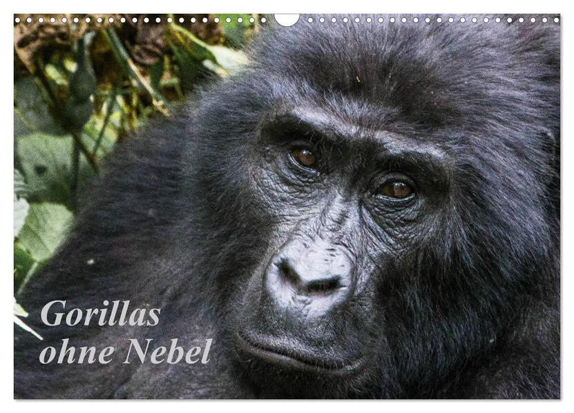 Gorillas ohne Nebel (Wandkalender 2026 DIN A3 quer) CALVENDO Monatskalender