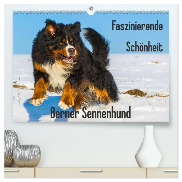 Faszinierende Schönheit Berner Sennenhund (hochwertiger Premium Wandkalender 2026 DIN A2 quer) Kunstdruck in Hochglanz