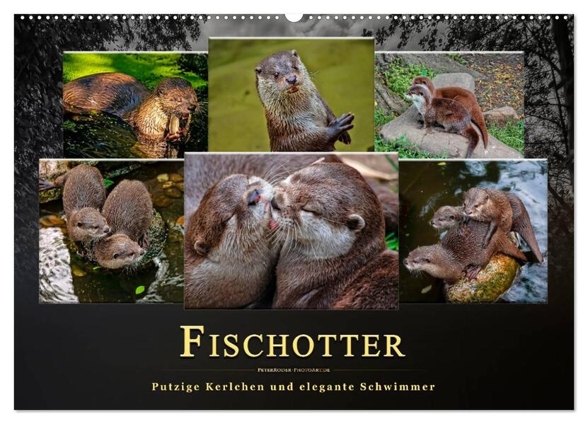Fischotter - putzige Kerlchen und elegante Schwimmer (Wandkalender 2026 DIN A2 quer) CALVENDO Monatskalender