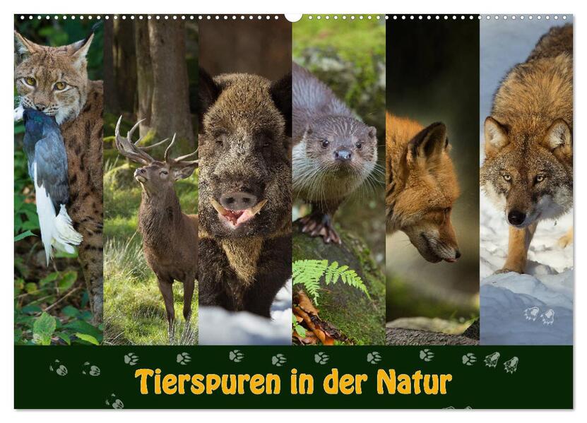 Tierspuren in der Natur (Wandkalender 2026 DIN A2 quer) CALVENDO Monatskalender