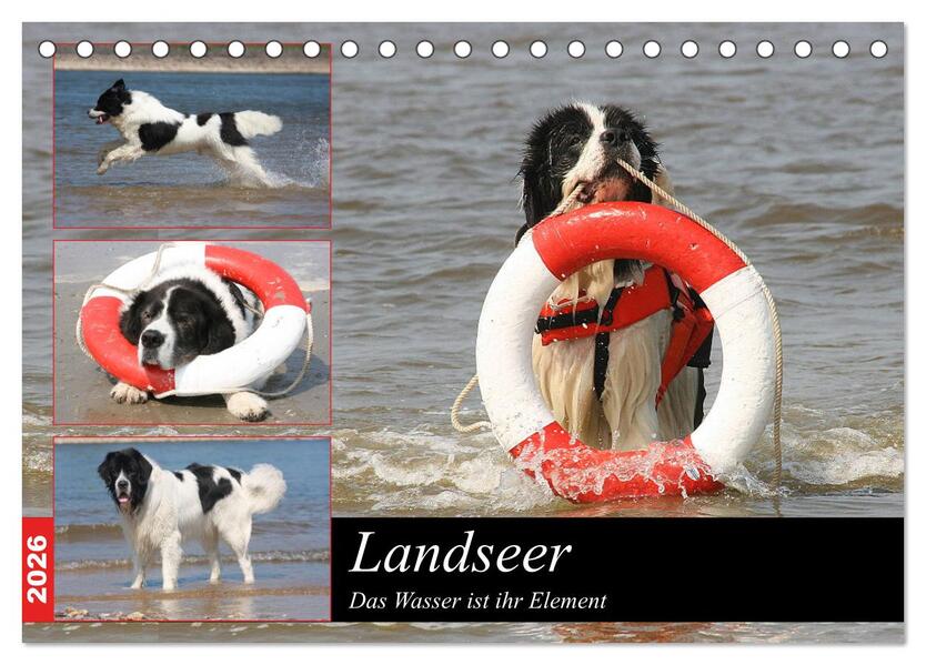 Landseer - Das Wasser ist ihr Element (Tischkalender 2026 DIN A5 quer) CALVENDO Monatskalender