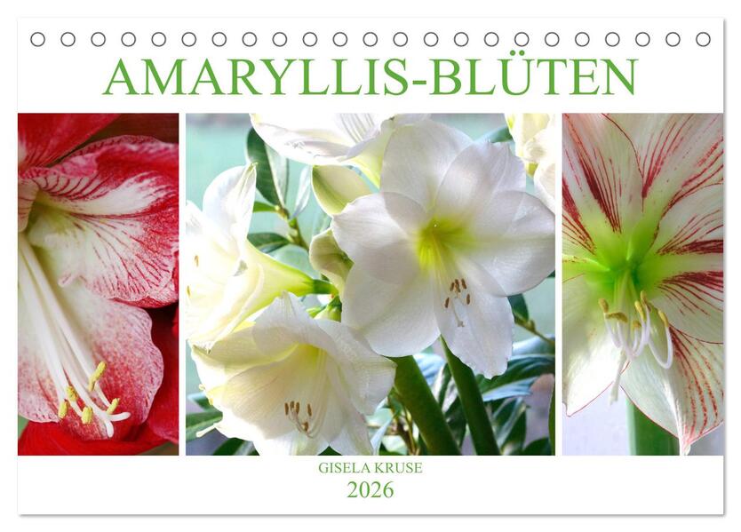 Amaryllis-Blüten (Tischkalender 2026 DIN A5 quer) CALVENDO Monatskalender