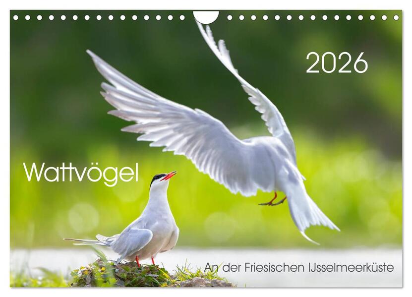 Wattvögel an der Friesischen IJsselmeerküste (Wandkalender 2026 DIN A4 quer) CALVENDO Monatskalender