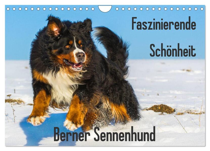 Faszinierende Schönheit Berner Sennenhund (Wandkalender 2026 DIN A4 quer) CALVENDO Monatskalender
