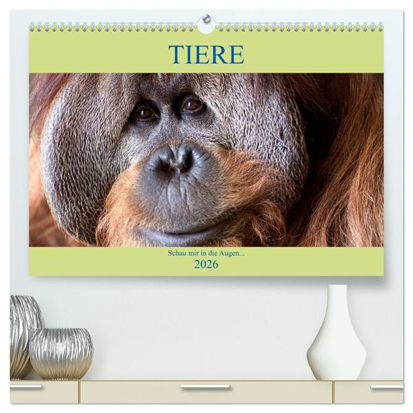 Tiere Schau mir in die Augen (hochwertiger Premium Wandkalender 2026 DIN A2 quer) Kunstdruck in Hochglanz