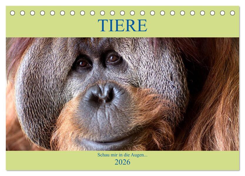 Tiere Schau mir in die Augen (Tischkalender 2026 DIN A5 quer) CALVENDO Monatskalender