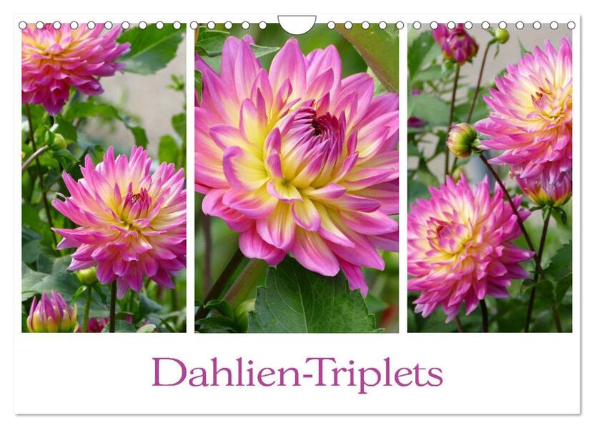 Dahlien-Triplets (Wandkalender 2026 DIN A4 quer) CALVENDO Monatskalender