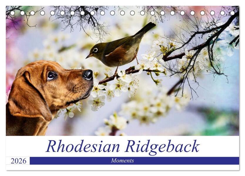 Rhodesian Ridgeback - Moments (Tischkalender 2026 DIN A5 quer) CALVENDO Monatskalender