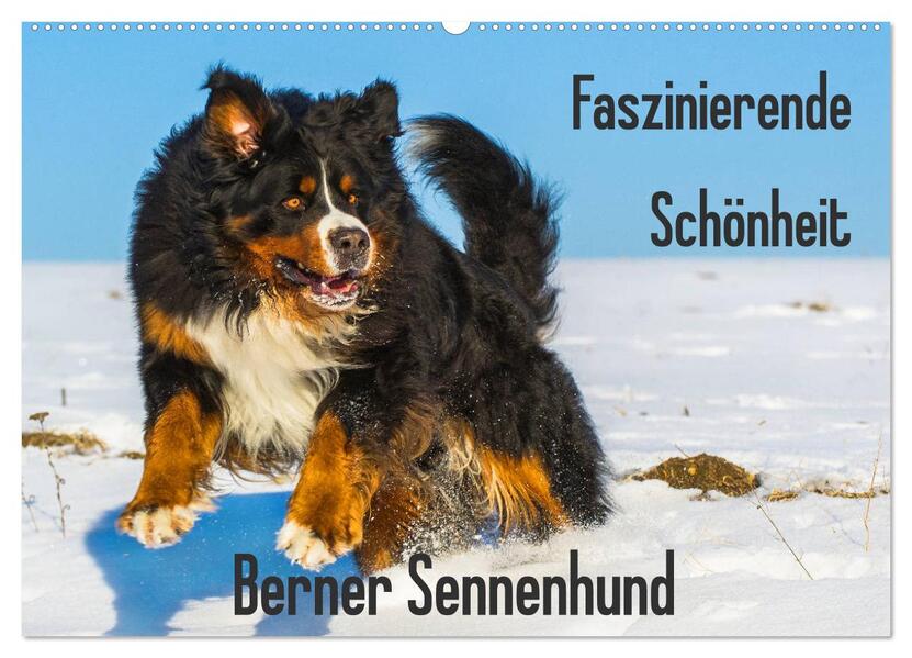 Faszinierende Schönheit Berner Sennenhund (Wandkalender 2026 DIN A2 quer) CALVENDO Monatskalender
