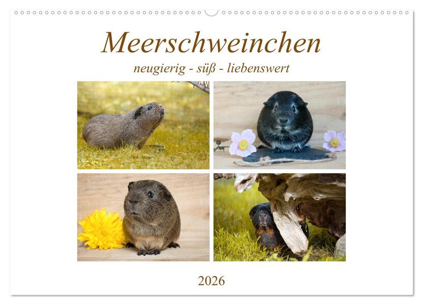 MEERSCHWEINCHEN neugierig - süß - liebenswert (Wandkalender 2026 DIN A2 quer) CALVENDO Monatskalender