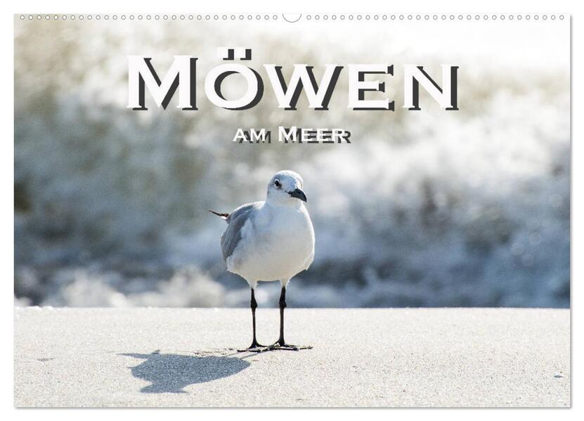 Möwen am Meer (Wandkalender 2026 DIN A2 quer) CALVENDO Monatskalender