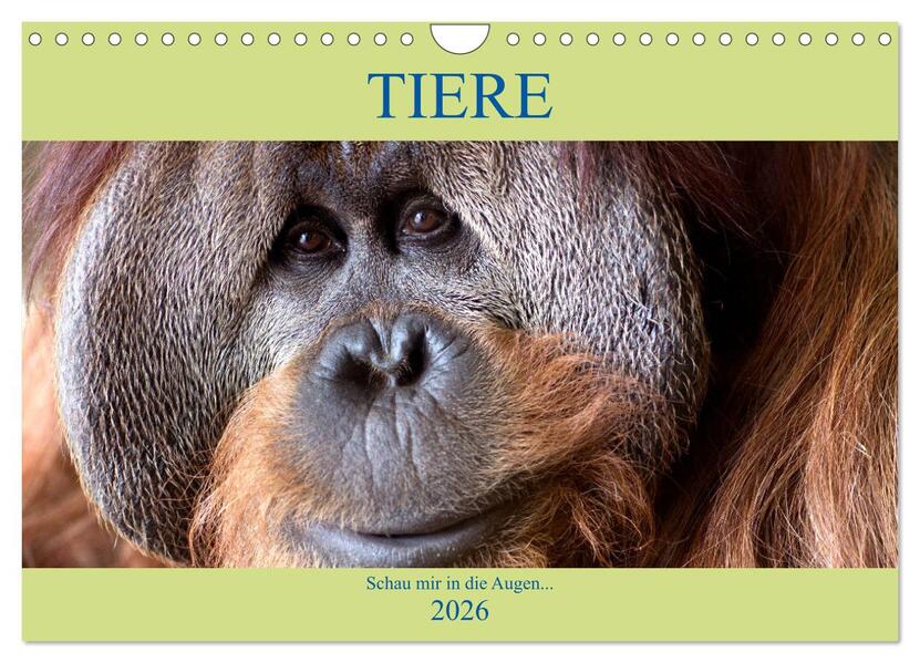Tiere Schau mir in die Augen (Wandkalender 2026 DIN A4 quer) CALVENDO Monatskalender