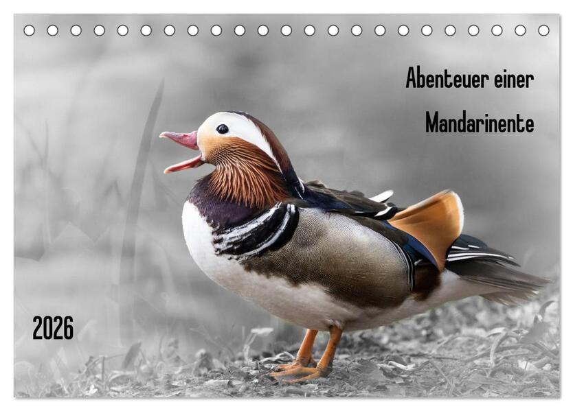 Abenteuer einer Mandarinente (Tischkalender 2026 DIN A5 quer) CALVENDO Monatskalender
