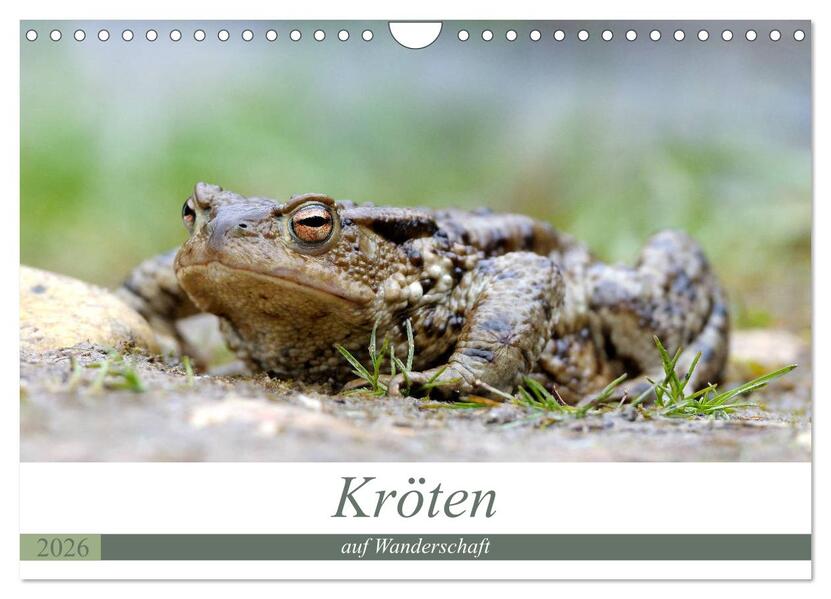 Kröten auf Wanderschaft (Wandkalender 2026 DIN A4 quer) CALVENDO Monatskalender