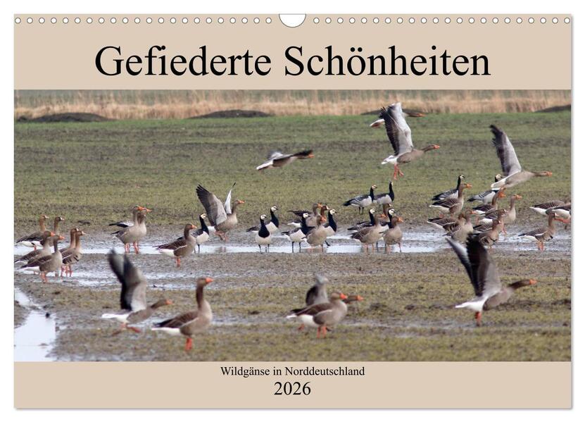 Gefiederte Schönheiten - Wildgänse in Norddeutschland (Wandkalender 2026 DIN A3 quer) CALVENDO Monatskalender
