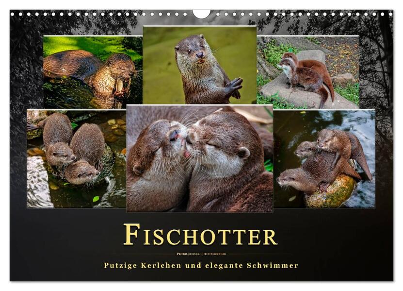 Fischotter - putzige Kerlchen und elegante Schwimmer (Wandkalender 2026 DIN A3 quer) CALVENDO Monatskalender