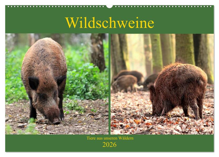 Wildschweine - Tiere aus unseren Wäldern (Wandkalender 2026 DIN A2 quer) CALVENDO Monatskalender