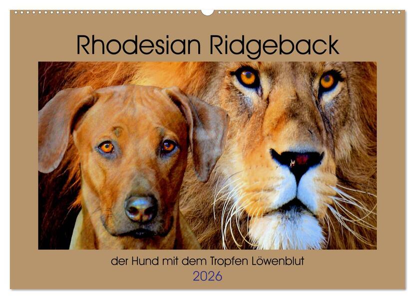 Rhodesian Ridgeback der Hund mit dem Tropfen Löwenblut (Wandkalender 2026 DIN A2 quer) CALVENDO Monatskalender