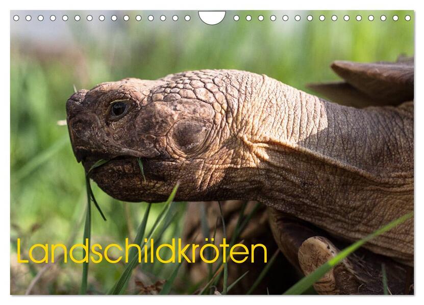 Landschildkröten (Wandkalender 2026 DIN A4 quer) CALVENDO Monatskalender