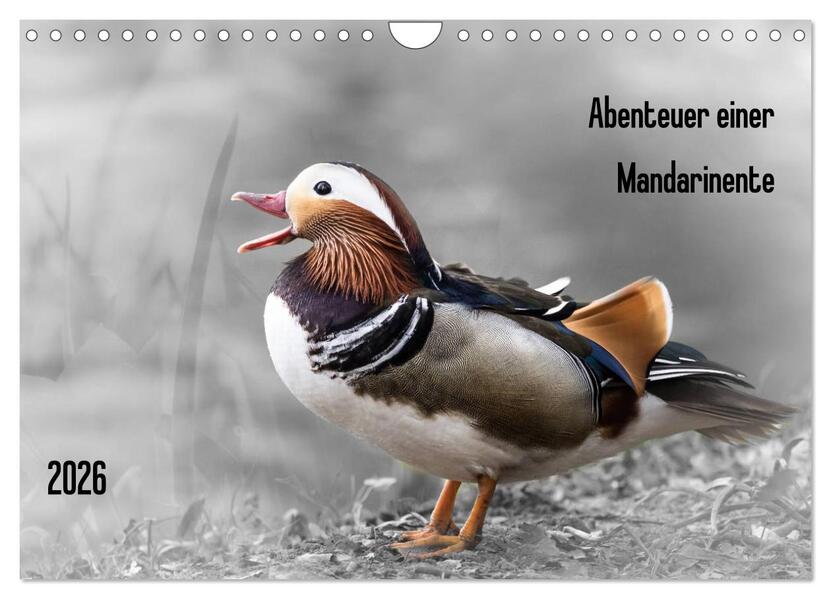 Abenteuer einer Mandarinente (Wandkalender 2026 DIN A4 quer) CALVENDO Monatskalender