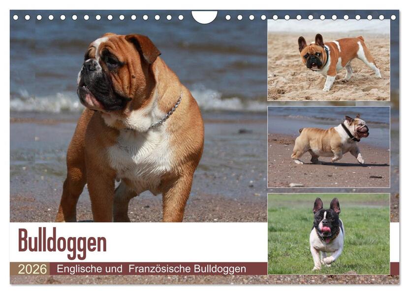 Bulldoggen - Englische und Französische Bulldoggen (Wandkalender 2026 DIN A4 quer) CALVENDO Monatskalender
