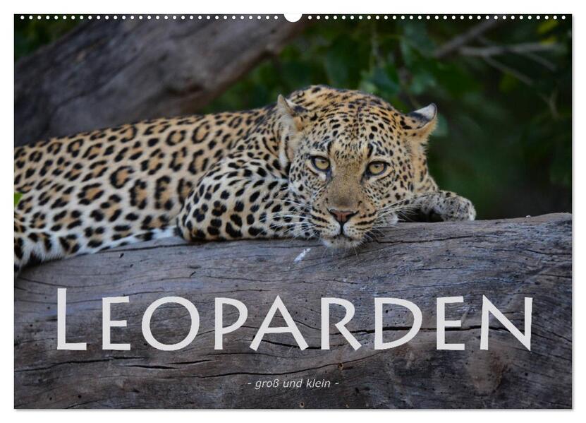 Leoparden - groß und klein (Wandkalender 2026 DIN A2 quer) CALVENDO Monatskalender