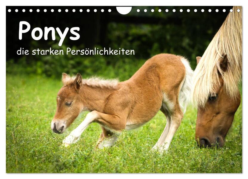 Ponys die starken Persönlichkeiten (Wandkalender 2026 DIN A4 quer) CALVENDO Monatskalender