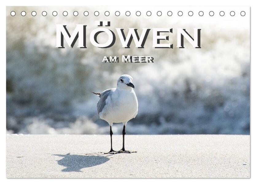 Möwen am Meer (Tischkalender 2026 DIN A5 quer) CALVENDO Monatskalender