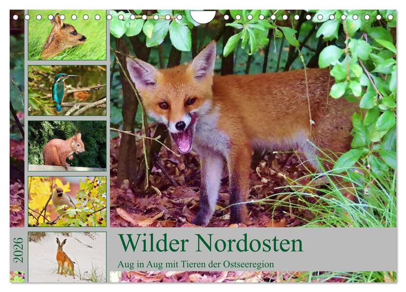 Wilder Nordosten - Aug in Aug mit Tieren der Ostseeregion (Wandkalender 2026 DIN A4 quer) CALVENDO Monatskalender
