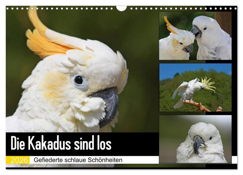 Die Kakadus sind los (Wandkalender 2026 DIN A3 quer) CALVENDO Monatskalender
