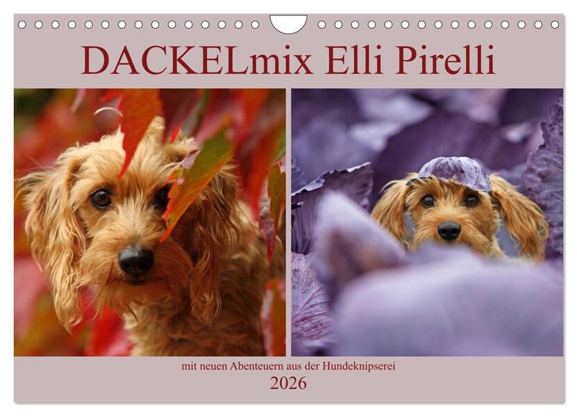 DACKELmix Elli Pirelli (Wandkalender 2026 DIN A4 quer) CALVENDO Monatskalender