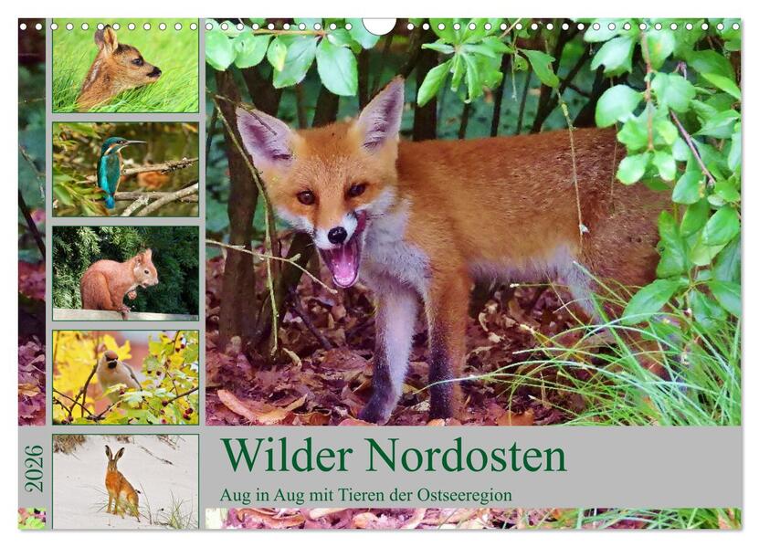 Wilder Nordosten - Aug in Aug mit Tieren der Ostseeregion (Wandkalender 2026 DIN A3 quer) CALVENDO Monatskalender