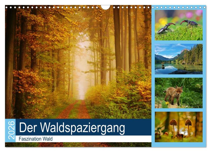 Der Waldspaziergang (Wandkalender 2026 DIN A3 quer) CALVENDO Monatskalender