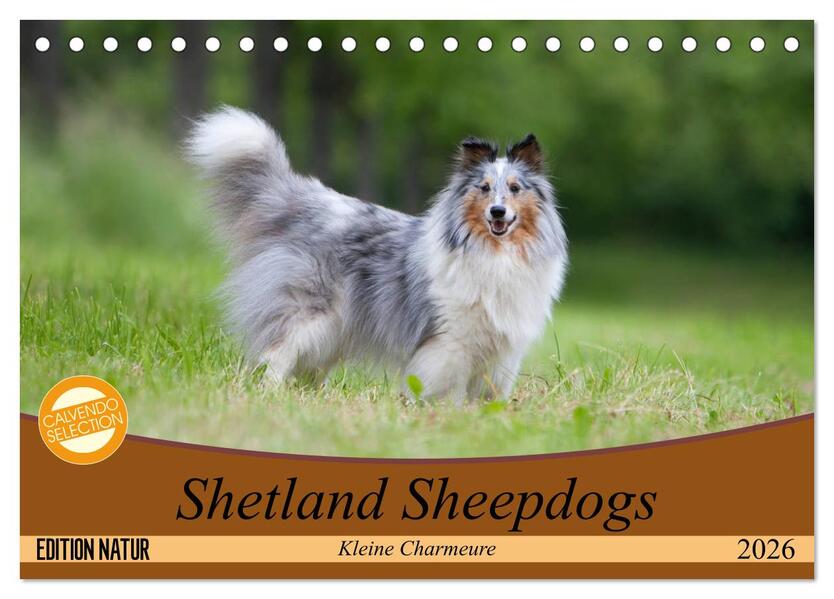 Shetland Sheepdogs - Kleine Charmeure (Tischkalender 2026 DIN A5 quer) CALVENDO Monatskalender