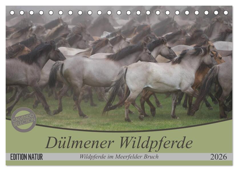 Dülmener Wildpferde - Wildpferde im Meerfelder Bruch (Tischkalender 2026 DIN A5 quer) CALVENDO Monatskalender
