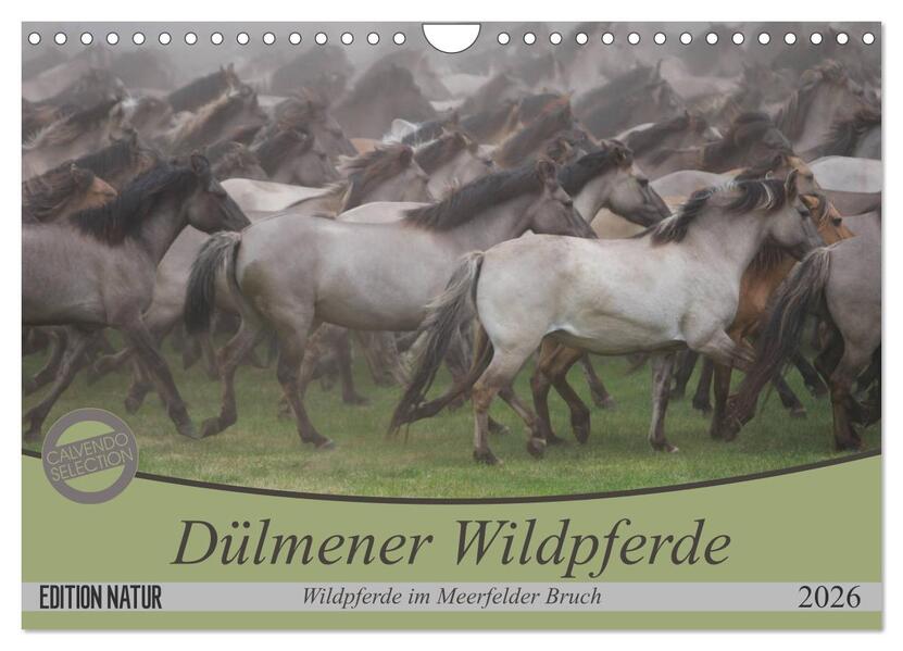 Dülmener Wildpferde - Wildpferde im Meerfelder Bruch (Wandkalender 2026 DIN A4 quer) CALVENDO Monatskalender