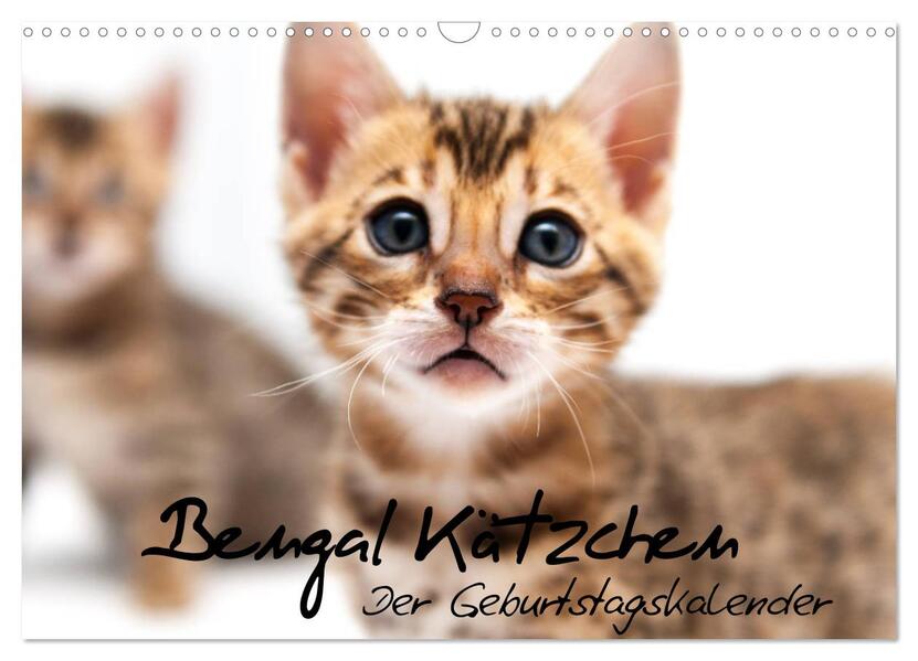 Bengal Kätzchen - Der Geburtstagskalender (Wandkalender 2026 DIN A3 quer) CALVENDO Monatskalender