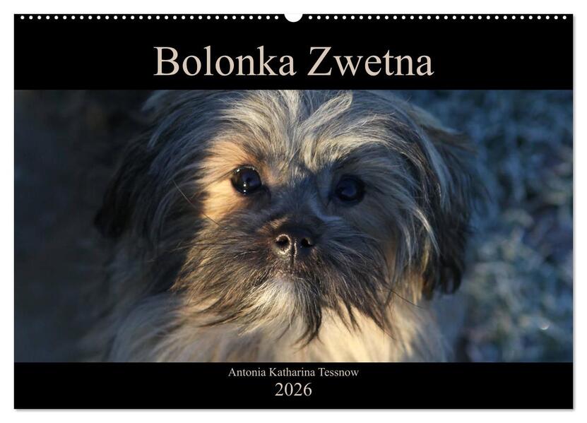Bolonka Zwetna 2026 (Wandkalender 2026 DIN A2 quer) CALVENDO Monatskalender