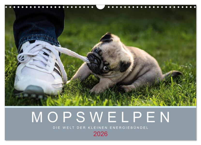 Mopswelpen (Wandkalender 2026 DIN A3 quer) CALVENDO Monatskalender