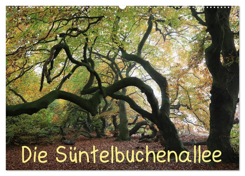 Die Süntelbuchenallee (Wandkalender 2026 DIN A2 quer) CALVENDO Monatskalender