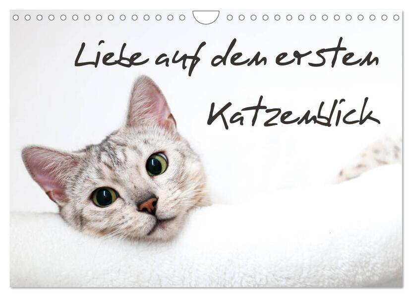 Liebe auf den ersten Katzenblick (Wandkalender 2026 DIN A4 quer) CALVENDO Monatskalender
