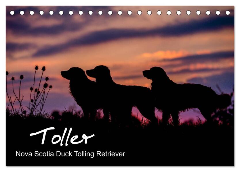 Toller - Nova Scotia Duck Tolling Retriever (Tischkalender 2026 DIN A5 quer) CALVENDO Monatskalender