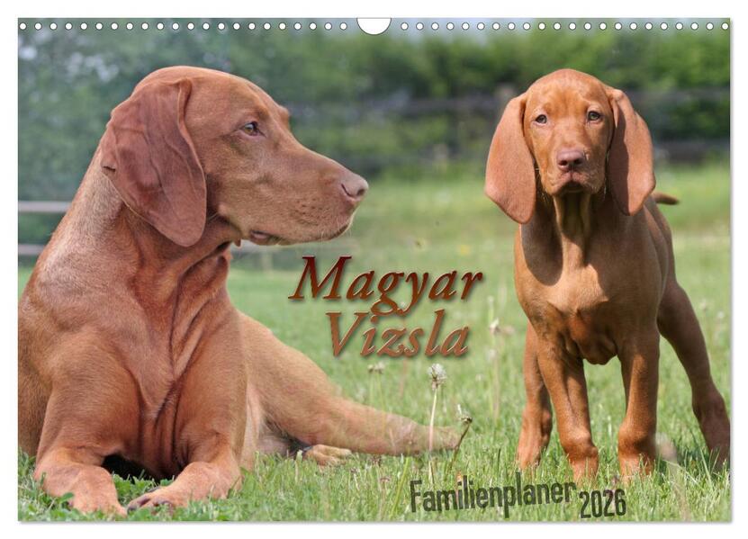 Familienplaner - Magyar Vizsla (Wandkalender 2026 DIN A3 quer) CALVENDO Monatskalender