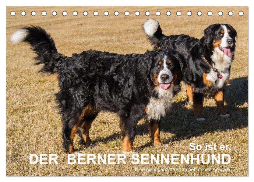 So ist er. Der Berner Sennenhund (Tischkalender 2026 DIN A5 quer) CALVENDO Monatskalender