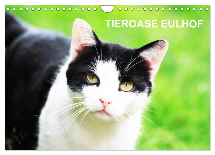 Eulhof (Wandkalender 2026 DIN A4 quer) CALVENDO Monatskalender