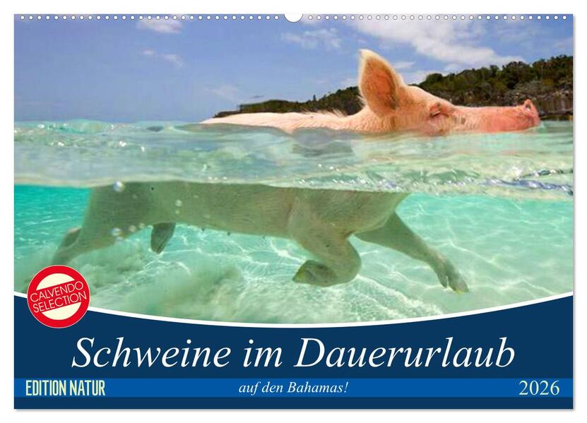 Schweine im Dauerurlaub auf den Bahamas! (Wandkalender 2026 DIN A2 quer) CALVENDO Monatskalender
