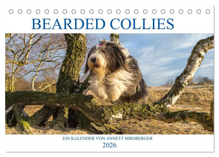 BEARDED COLLIES 2026 (Tischkalender 2026 DIN A5 quer) CALVENDO Monatskalender