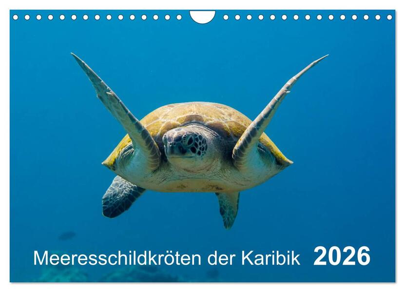 Meeresschildkröten der Karibik (Wandkalender 2026 DIN A4 quer) CALVENDO Monatskalender