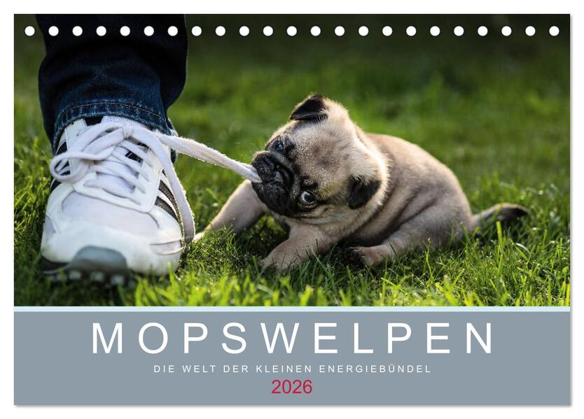 Mopswelpen (Tischkalender 2026 DIN A5 quer) CALVENDO Monatskalender
